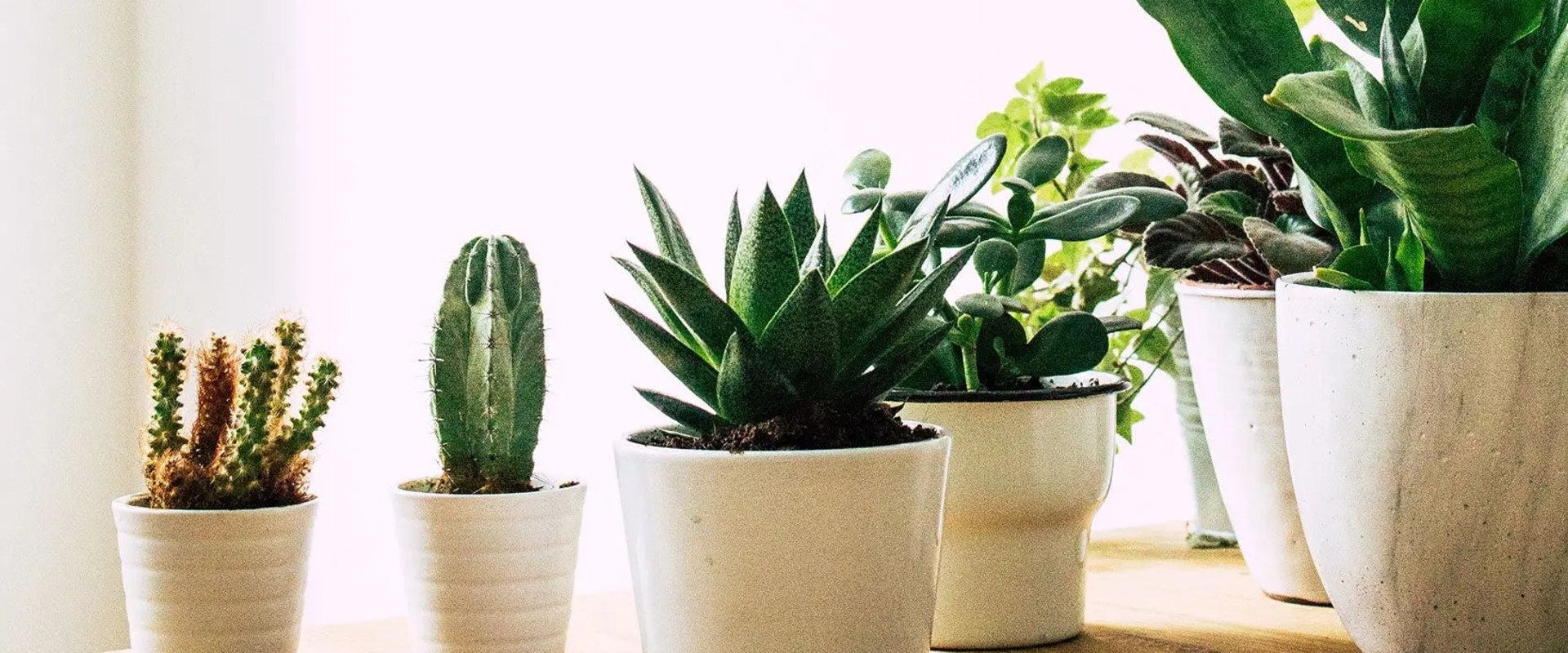 Natural Air Purifiers: The Best Indoor Plants for Air Filtering and Purification for Healthier Living