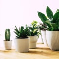 Natural Air Purifiers: The Best Indoor Plants for Air Filtering and Purification for Healthier Living