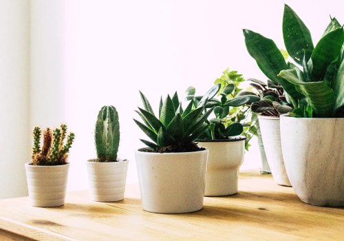 Natural Air Purifiers: The Best Indoor Plants for Air Filtering and Purification for Healthier Living